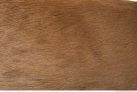 animal skin doe fur 0002